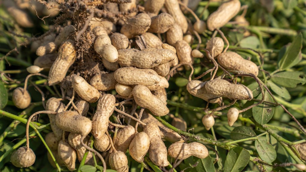 Best market to buy groundnut in Abuja 8 Best Market to Buy Groundnut in Abuja