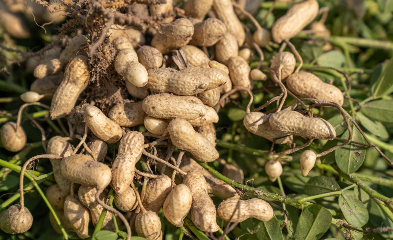 Best market to buy groundnut in Abuja