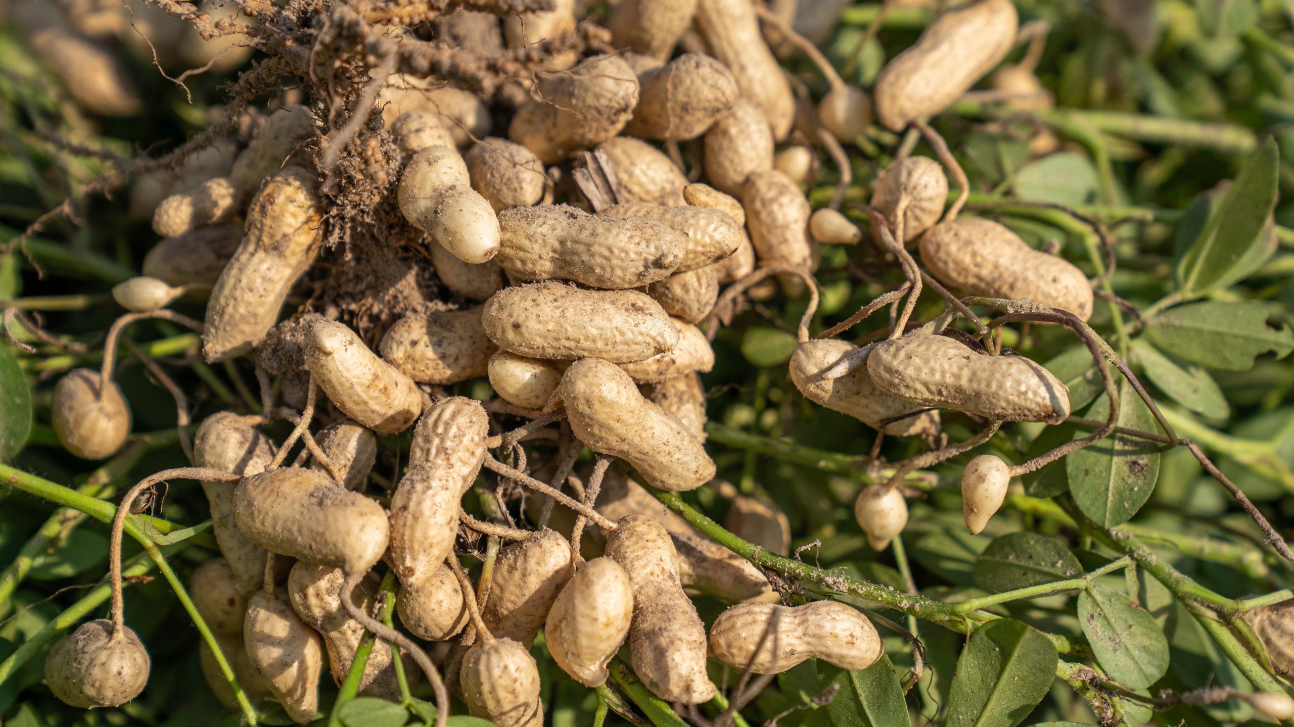 Best market to buy groundnut in Abuja 1 pexels nc farm bureau mark 9799037 scaled