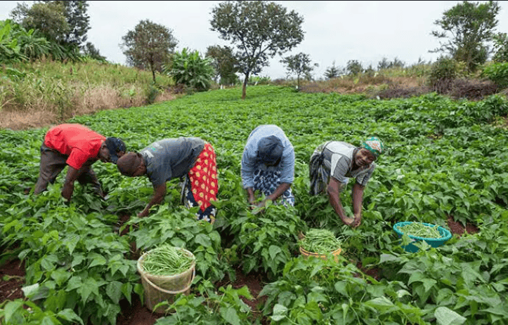 Farming in Bwari: Best Crops, Harvest Seasons