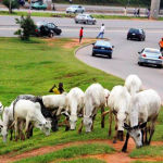Keke, Okada or Open Grazing: What Should Be FCT's Priority?
