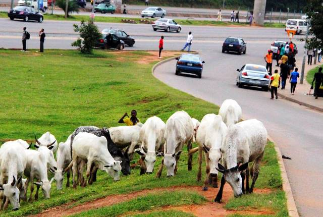 Keke, Okada or Open Grazing: What Should Be FCT’s Priority?
