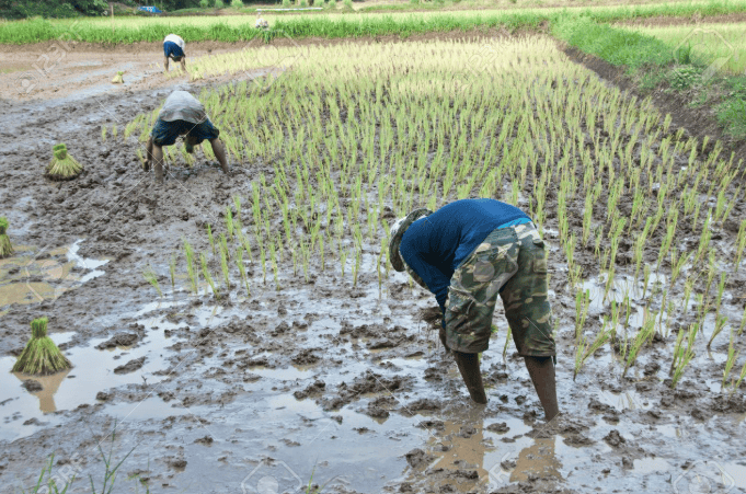 Farming in Bwari