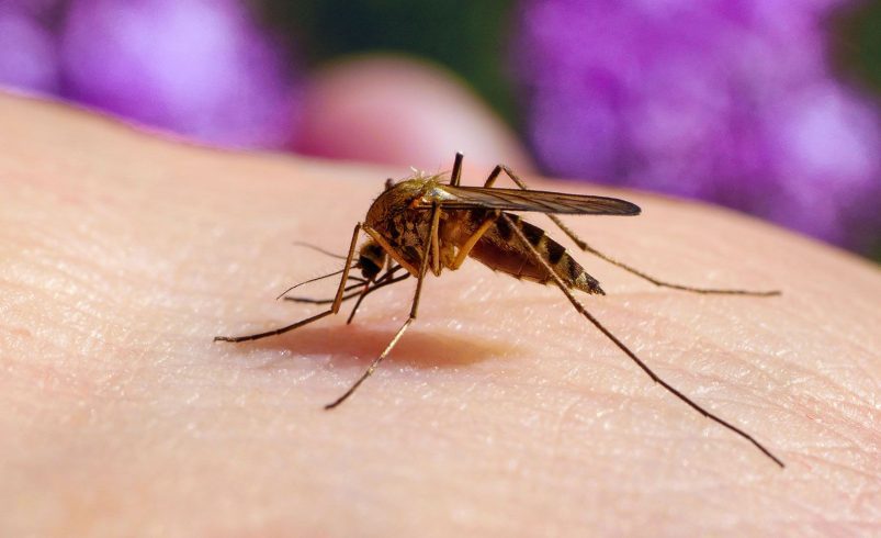 How to Prevent Mosquitoes From Your Environment