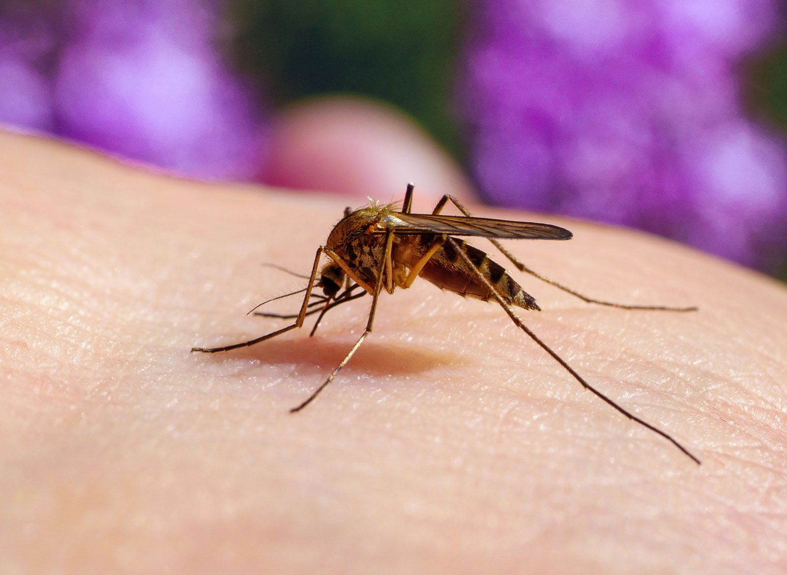 Mosquito insect feeding on human culex pipiens